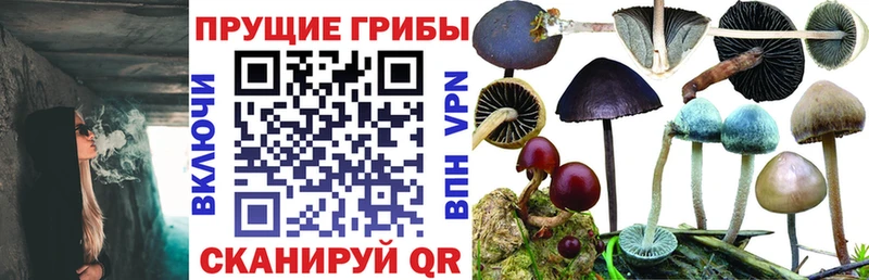 Псилоцибиновые грибы GOLDEN TEACHER  Купить закладки  Верещагино 